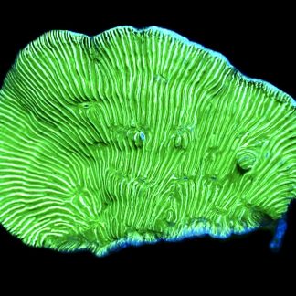 WYSIWYG 7F Wrinkle Leptoseris Frag