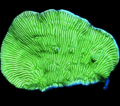 WYSIWYG 7F Wrinkle Leptoseris Frag