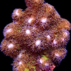 WYSIWYG 13J Golden Rod Pocillopora Frag