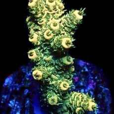 Sunset Millepora Frag