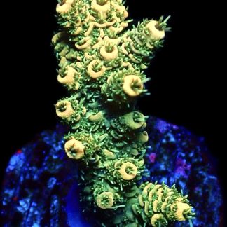 Sunset Millepora Frag