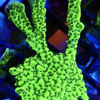 WYSIWYG 20B Appleberry Montipora Colony