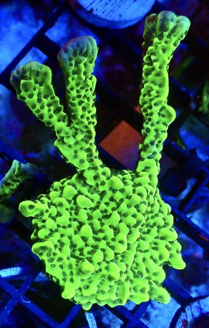 WYSIWYG 20B Appleberry Montipora Colony