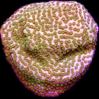 WYSIWYG M9 Pokerstar Montipora Frag