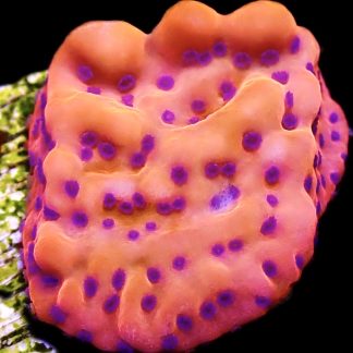 WYSIWYG 12B Brain Freeze Montipora Frag  (Rare)