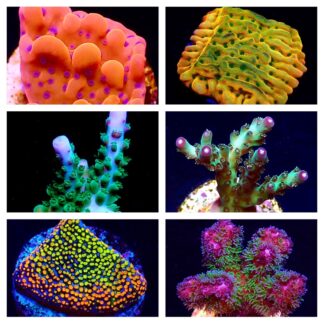 SPS Coral Frags