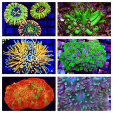 LPS Coral Frags