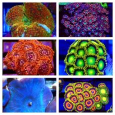 Soft Coral Frags