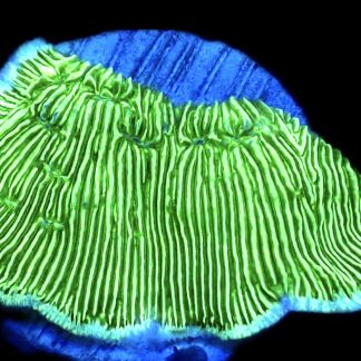 WYSIWYG 33H Wrinkle Leptoseris Frag
