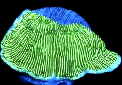 WYSIWYG 33H Wrinkle Leptoseris Frag
