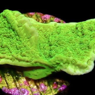 WYSIWYG 12A Toxic Lime Plating Montipora