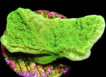 WYSIWYG 12A Toxic Lime Plating Montipora
