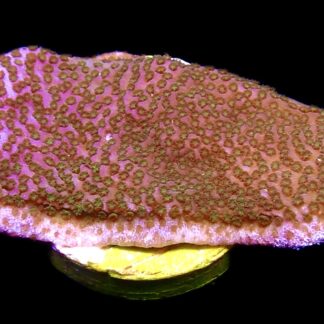 WYSIWYG 20B Pokerstar Montipora Frag
