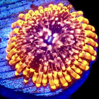 WYSIWYG 32A Utter Chaos Zoanthid Frag