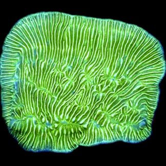 WYSIWYG 33D Wrinkle Leptoseris Frag