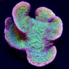 M.O.C. Pink Rim / Purple Polyped Plating  Montipora Capricornis