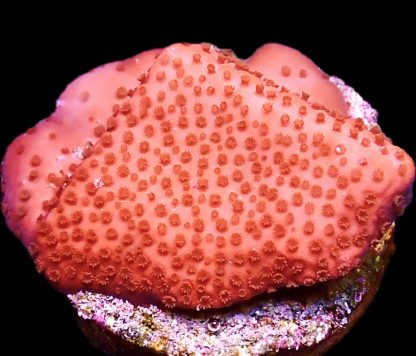 WYSIWYG 8H Lava Flow Montipora