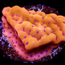 WYSIWYG 11B Brain Freeze Montipora Frag  (Rare)