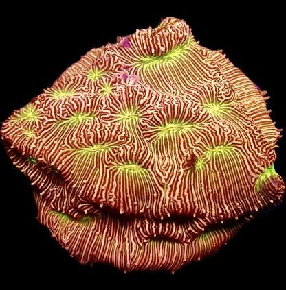 WYSIWYG 7L Jack O' Lantern Leptoseris Frag