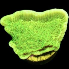 WYSIWYG 12A Toxic Lime Plating Montipora Large