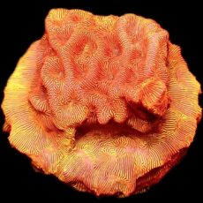 24K Gold Leptoseris Frag