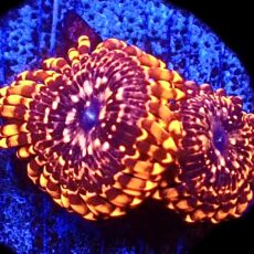 WYSIWYG 30C Utter Chaos Zoanthid Frag