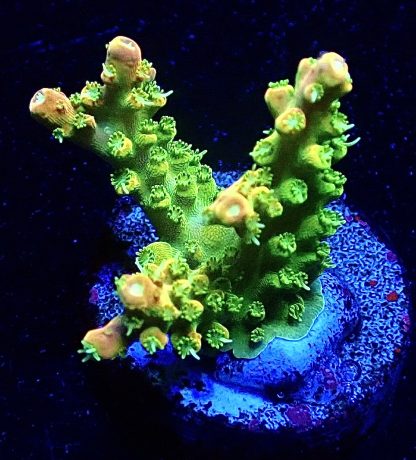 WYSIWYG 19i  Rainbow Loom Acropora Frag