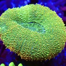 WYSIWYG Small Lobophyllia Colony 1