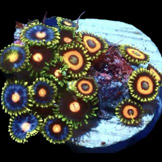WYSIWYG  Zoanthid Frag Q6