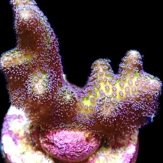 WYSIWYG 17G Bird Of Paradise Seriatopora