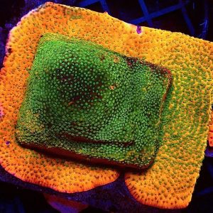 Gold Rush Montipora Frag