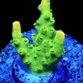 WYSIWYG 26i Rainbow Loom Acropora Frag