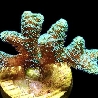 WYSIWYG 7K Fibre Optic Seriatopora