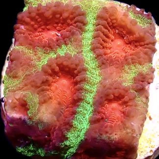 WYSIWYG 17A M.O.C. Red Eye Christmas Favia Frag