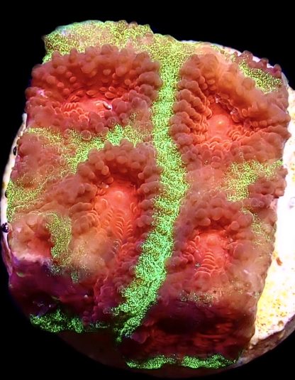 WYSIWYG 17A M.O.C. Red Eye Christmas Favia Frag