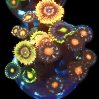 WYSIWYG  Zoanthid Frag Q2