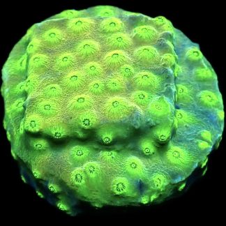 WYSIWYG 10K Space Flare Cyphastrea