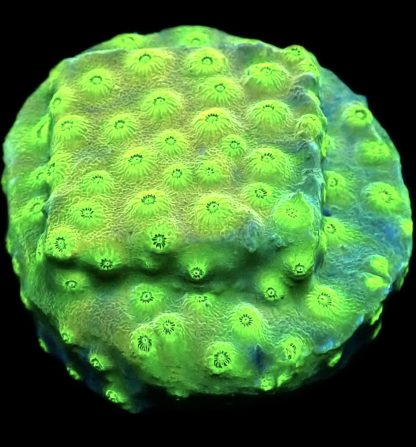 WYSIWYG 10K Space Flare Cyphastrea