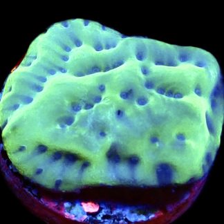 WYSIWYG 7J Mojito Montipora Palawanensis
