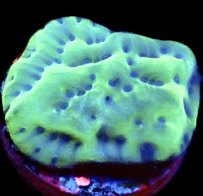 WYSIWYG 7J Mojito Montipora Palawanensis