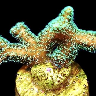 WYSIWYG 20K Fibre Optic Seriatopora