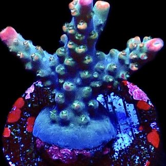 WYSIWYG 15F M.O.C. Krakatoa Acropora Frag