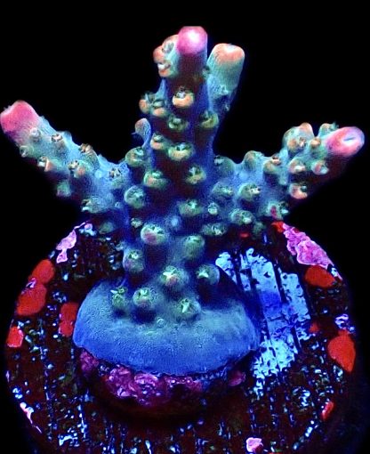 WYSIWYG 15F M.O.C. Krakatoa Acropora Frag