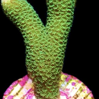 WYSIWYG 11C Montipora Digitata Green Frag