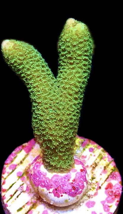 WYSIWYG 11C Montipora Digitata Green Frag