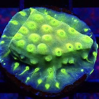 WYSIWYG 32C Space Flare Cyphastrea