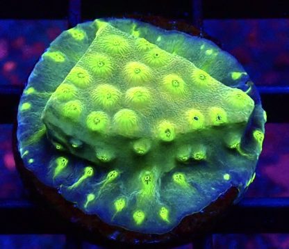 WYSIWYG 32C Space Flare Cyphastrea