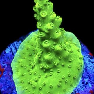 WYSIWYG 13H Rainbow Loom Acropora Frag
