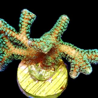 WYSIWYG 20K Fibre Optic Seriatopora