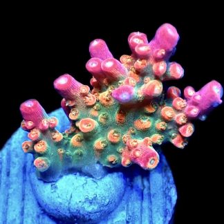 WYSIWYG 18F M.O.C. Krakatoa Acropora Frag